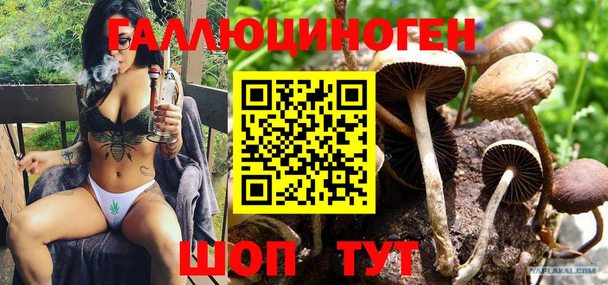 где найти наркотики  Галлюциногенные грибы Psilocybe  Вход с VPN  Егорьевск 